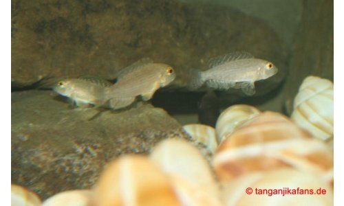 Lamprologus callipterus